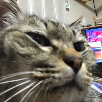 uFPWxqwssWqTziN's profile picture. 