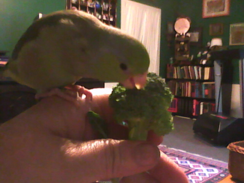 REALITY Bird... I tweet tweet my opinion..