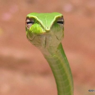 wryyy🐍さんのプロフィール画像