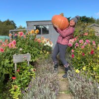 My little Allotment(@allotment9A) 's Twitter Profile Photo