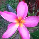 Rhonda Steadman - @Rhonda1953 - Twitter