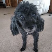 Chulo Hock (@chulohock) 's Twitter Profile