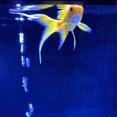 shisocho_G's profile picture. 映画/読書/ラジオ/書きもの🏳️‍🌈🏳️‍⚧️🍪🍉🍊 最近はblueskyにいることが多くTwitterには鍵かけがち(戸締り大事) https://t.co/YPZY1eVCSS