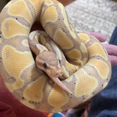 maron_zarame's profile picture. ボールパイソン11匹飼育中。2025年は繁殖を目標に頑張ります！