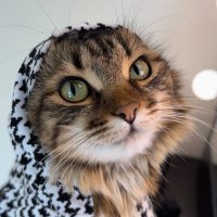 Catzproud(@catsinspo) 's Twitter Profile Photo