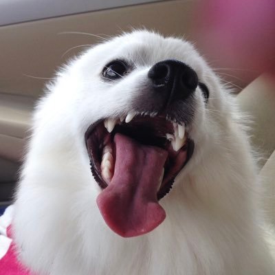 EskieF8's profile picture. No messaging -too busy to answer. Love God, family and country. Military spouse, Fur Mom to 6 rescues and 1 princess pup.