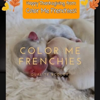 located in beautiful wine city Santa Barbara city. Breeder of standard and exotic French Bulldogs where Health and structure come first!
@color_me_frenchies IG