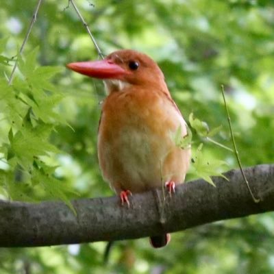 野鳥写真専用垢。野鳥との出会いを楽しみに、ほぼ毎日公園等を散策。機材はOM SYSTEM OM-1 + M.ZUIKO DIGITAL ED 300mm F4.0 IS PROで手持ち撮影中心。 写真のUPにはタイムラグがあります。