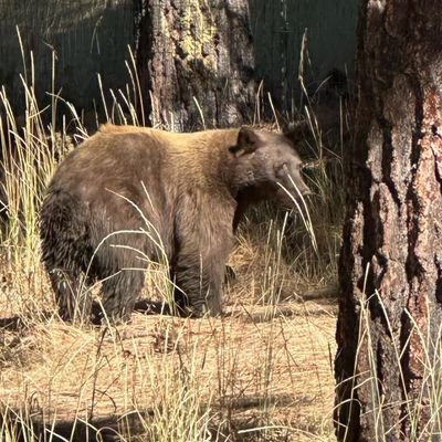 Drunkenbear87さんのプロフィール画像
