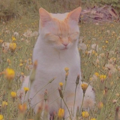 nikaurea's profile picture. 