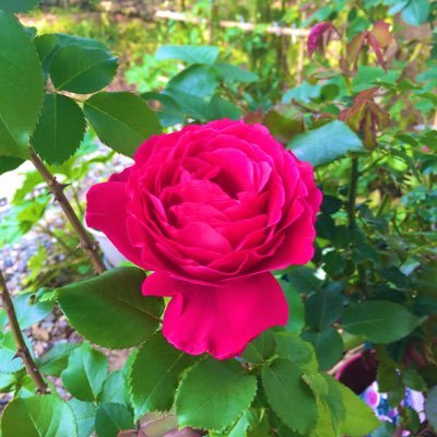 Mg93872249's profile picture. twitter婚活はじめてみました。