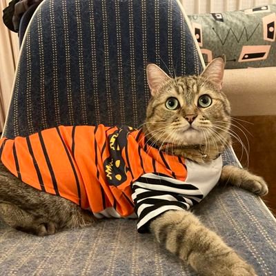 SakomuS's profile picture. ただのギターとRockabillyやルーツ系が好きなおじさんです。
世の中おかしい事だらけなので好きなようにやります。