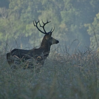 MenonDiwakar's profile picture. Techpreneur, Policy, Testing & AI