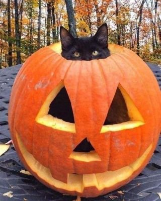 dovleacus's profile picture. 