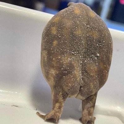 storm_balazs's profile picture. 