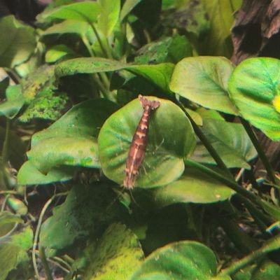 ElenaZP1985's profile picture. 