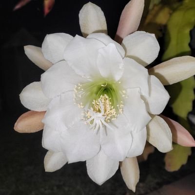 Rose35024222's profile picture. 