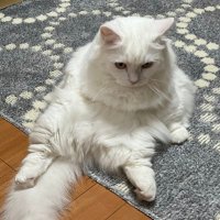Ruby (@ruby39661575) 's Twitter Profile