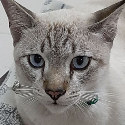 ArenaPunja's profile picture. 