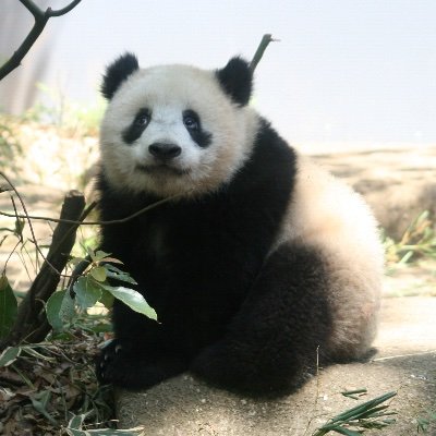 ゆるく気まぐれに呟きます。 
シャンシャン誕生以来パンダ沼にどっぷり🐼
シャン子は宝の子✨ 
たまにアドベンに遠征パン活します🐼
素人写真気ままにUPしますが宜しくお願いします😊