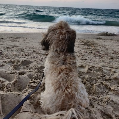 PElkayam1's profile picture. Tech, Animals, Space