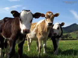 kakusende's profile picture. motorsport fan btcc wtcc f1 mostly poker player for fun on skypoker. from nz but living in the uk met wife on the net (see it does work)