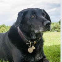 pensions4paws(@pensions4paws) 's Twitter Profile Photo