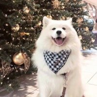 Dogo McDogson (@mojnumahmud229) 's Twitter Profile
