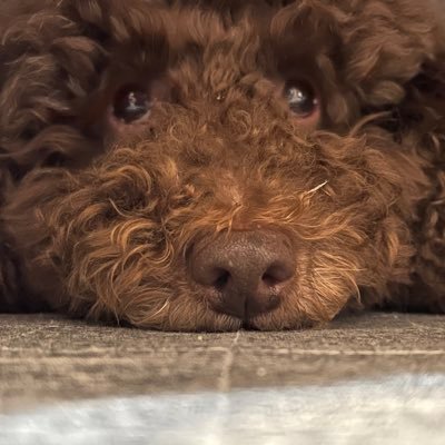 gICeKpNXqTdYZOV's profile picture. 