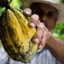 Florida Fruit Trees (IFBAP) 🇺🇸 🥭🍌🍈🍍🍇🇺🇸 (@grow_fruit_fl) Twitter profile photo Florida Fruit Trees (IFBAP) 🇺🇸 🥭🍌🍈🍍🍇🇺🇸 (@grow_fruit_fl) Twitter profile photo