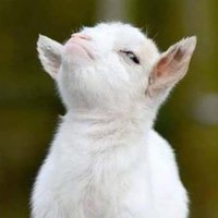 sherryyyyz (@sherry_zu) 's Twitter Profile