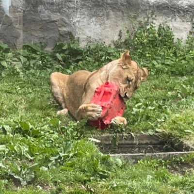 ネコが好きな20代 / ライオン🐱🦁 / 大型ネコ科🐅🐆 / ピントは柵🙈 / iPhone撮影 / 最寄りはmaruyama zoo