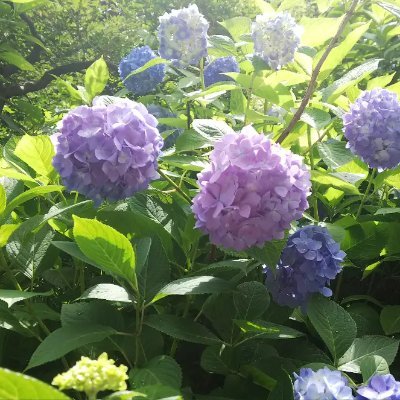 ASAGi_RURi2002's profile picture. 時誘人/瑠璃です
短めの文章書いてます。創作初心者なので、色々学びたい、精進したい所存。
無言フォロー失礼します。
カクヨムでも更新しています
https://t.co/fTDDfHjDmr