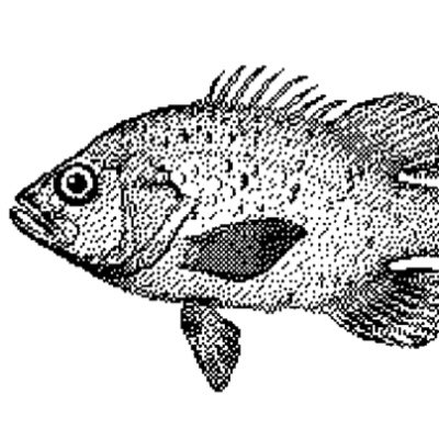 Just a fish in the lakeさんのプロフィール画像