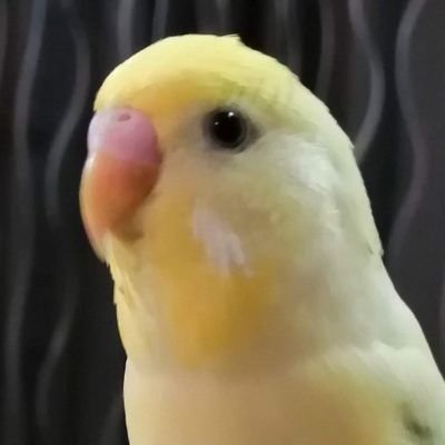 お肉ちゃんさんのプロフィール画像