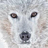 white wolf 🐺🦂☘️🇬🇷💙 (@likos1969) 's Twitter Profile Photo