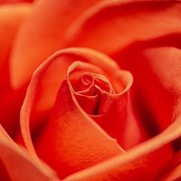 Beauty & Nature (@kurlicrab) 's Twitter Profile