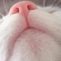 ぽんこつ・にゃんこー? (@dbd20201) 's Twitter Profile