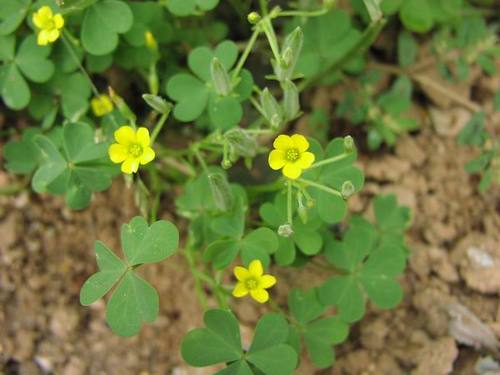 joeun8284's profile picture. 두꺼비산들학교에서 일하고 있습니다. 어린이들과 함께 광명시 구름산자락에서 꽃도 보고 곤충도 보며 삶의 지혜를 배워가고 있습니다.