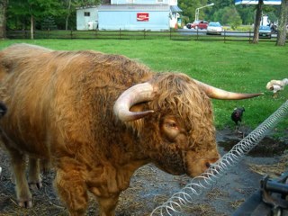 rkevinw's profile picture. Husband, Father, Motorcyclist, Mountain biker, Ski Patroler and retired