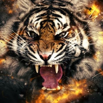 megamendung666's profile picture. 