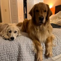 Sammi & Silly Lily the Golden from Philly(@SillyLilyGolden) 's Twitter Profile Photo