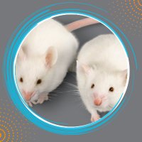 Mutant Mouse Resource & Research Centers (@mmrrc) 's Twitter Profile