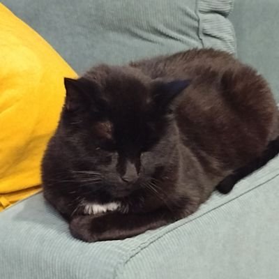 random_blackcat Profile Picture