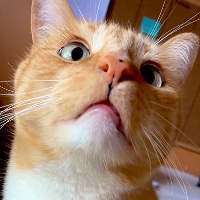 BarbiturateCat Profile Picture