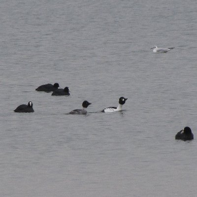 Birdlife in Listenburg official account/Compte officiel de Birdlife Listenbourg/ Offz. Naturschutz in Listenburg