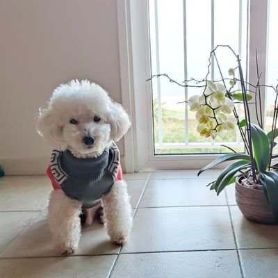 drochita13's profile picture. 