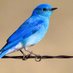 BlueBird (@bluebird736) Twitter profile photo BlueBird (@bluebird736) Twitter profile photo