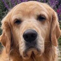 Free scentwork/nosework community for all scent sports. Subscription eLearning.