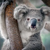 The Real Koala (@realkoalaredux) 's Twitter Profile